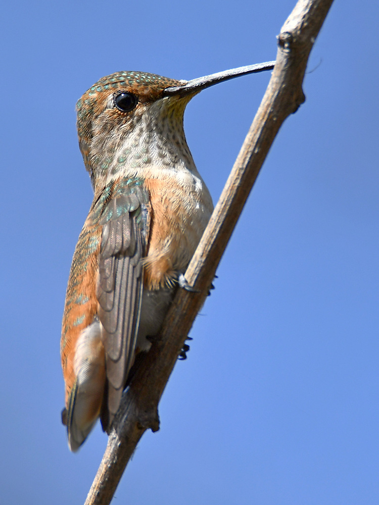Hummer2.jpg