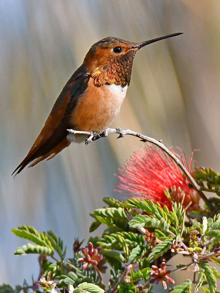 Hummer2.jpg