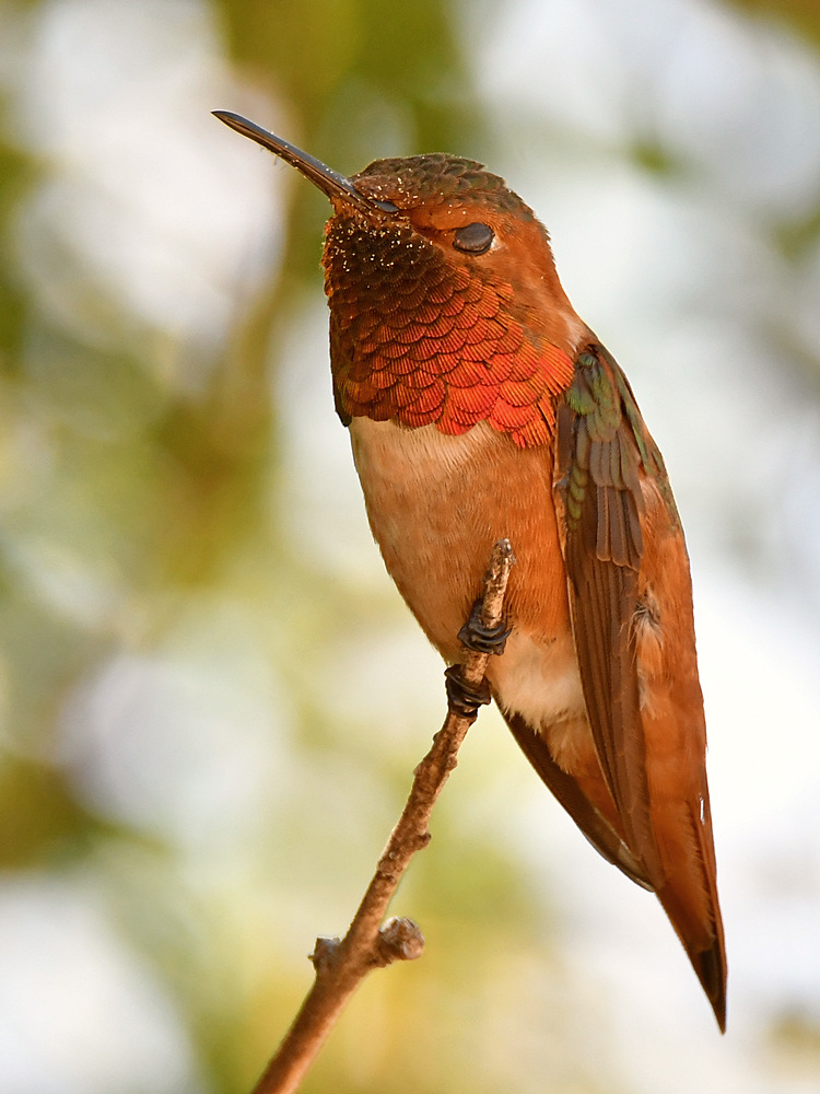 Hummer2.jpg