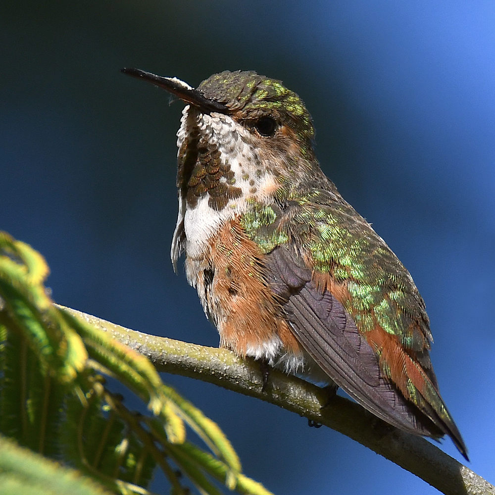 Hummer2.jpg