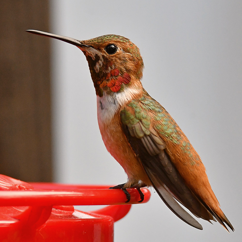 Hummer2.jpg