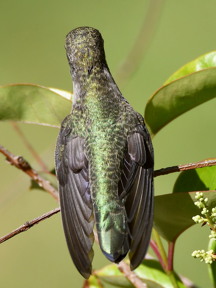 Hummer2.jpg