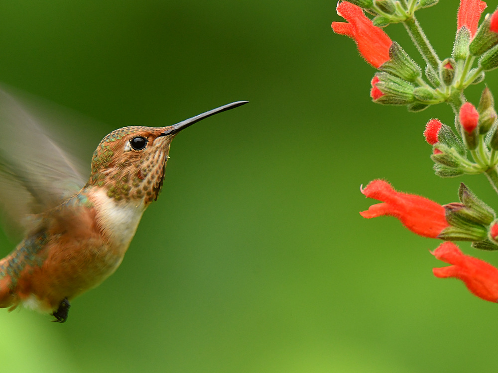 Hummer2.jpg