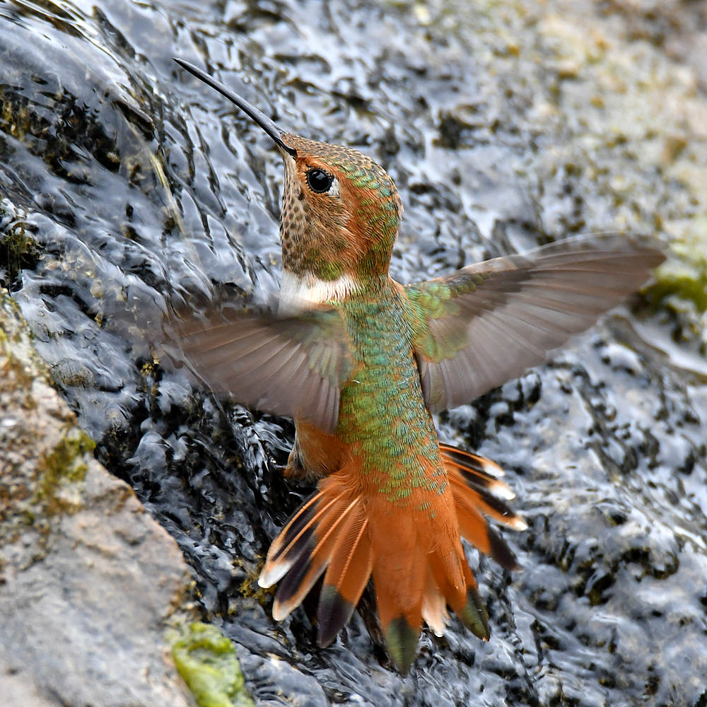 Hummer2.jpg