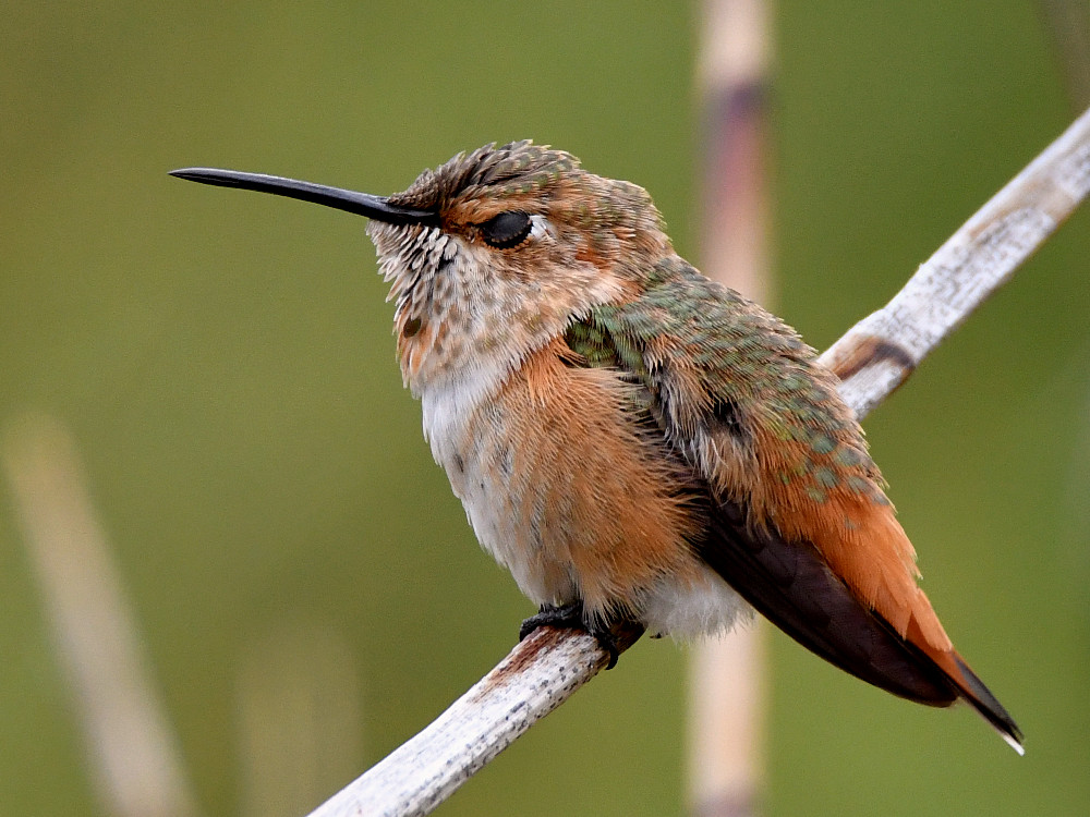 Hummer2.jpg