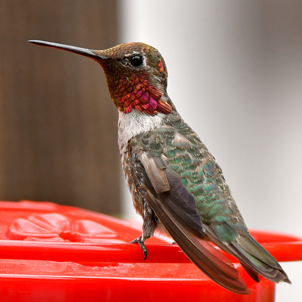Hummer2.jpg