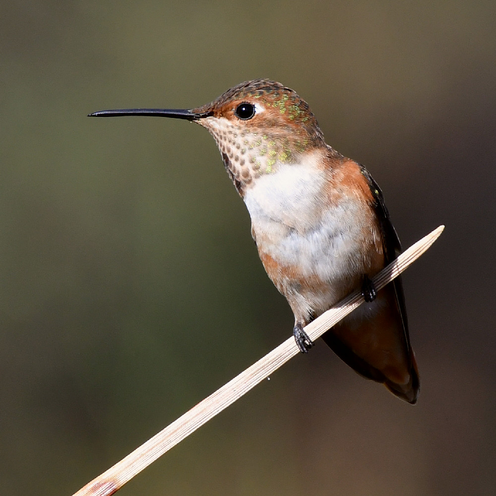 Hummer2.jpg
