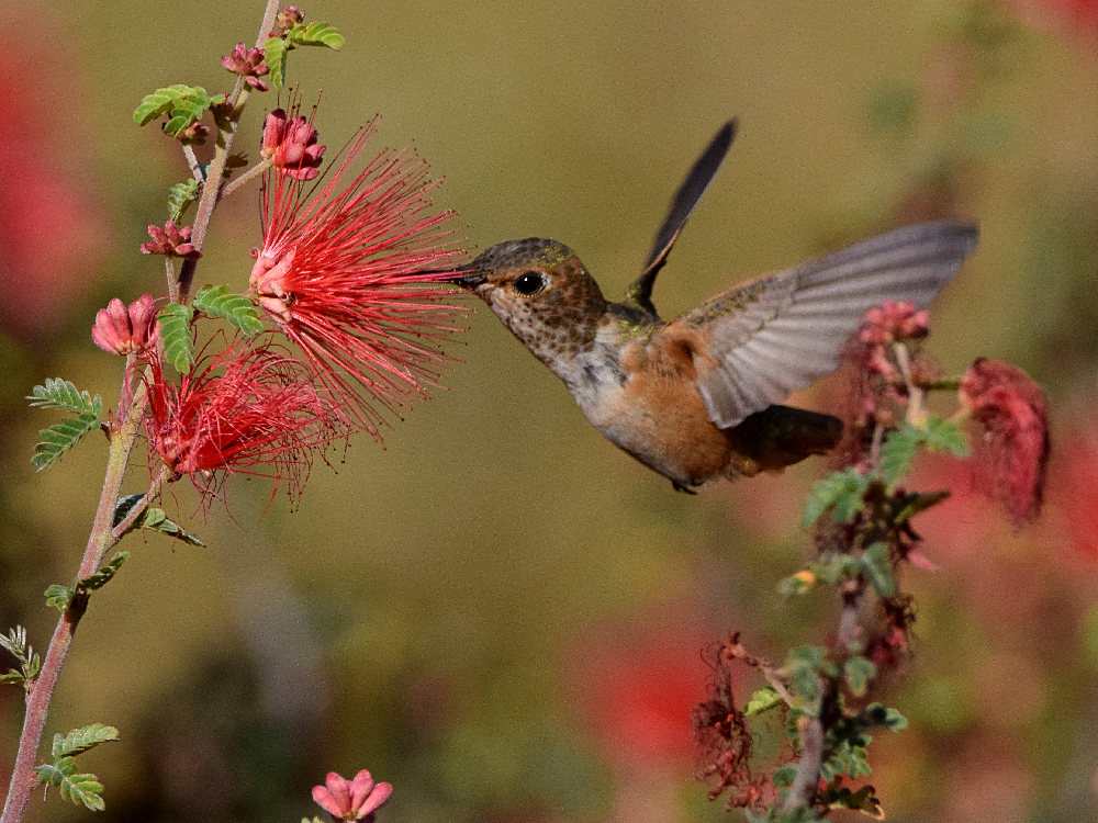 Hummer2.jpg