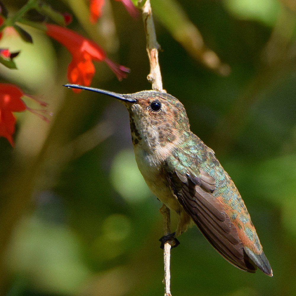 Hummer2.jpg