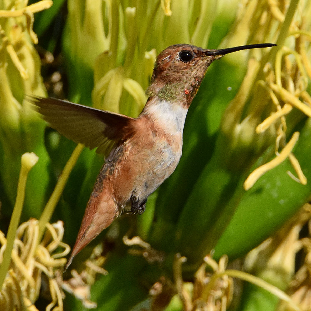 Hummer2.jpg