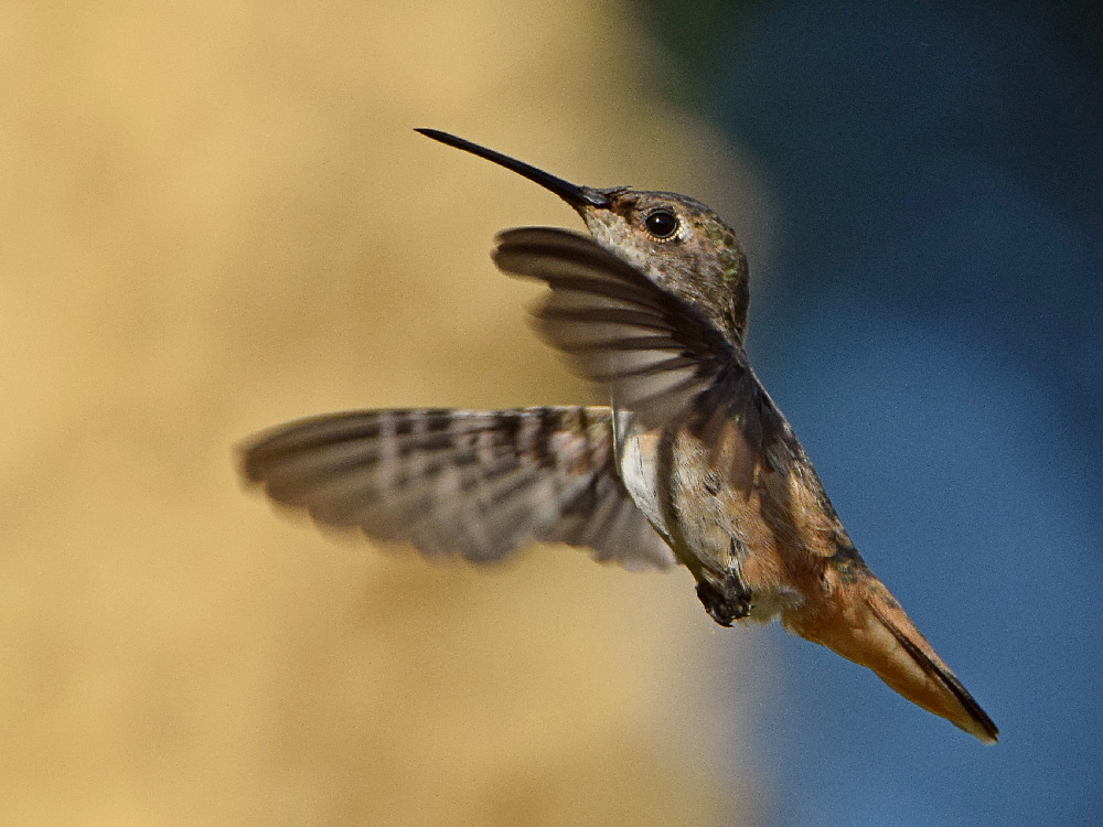 Hummer2.jpg