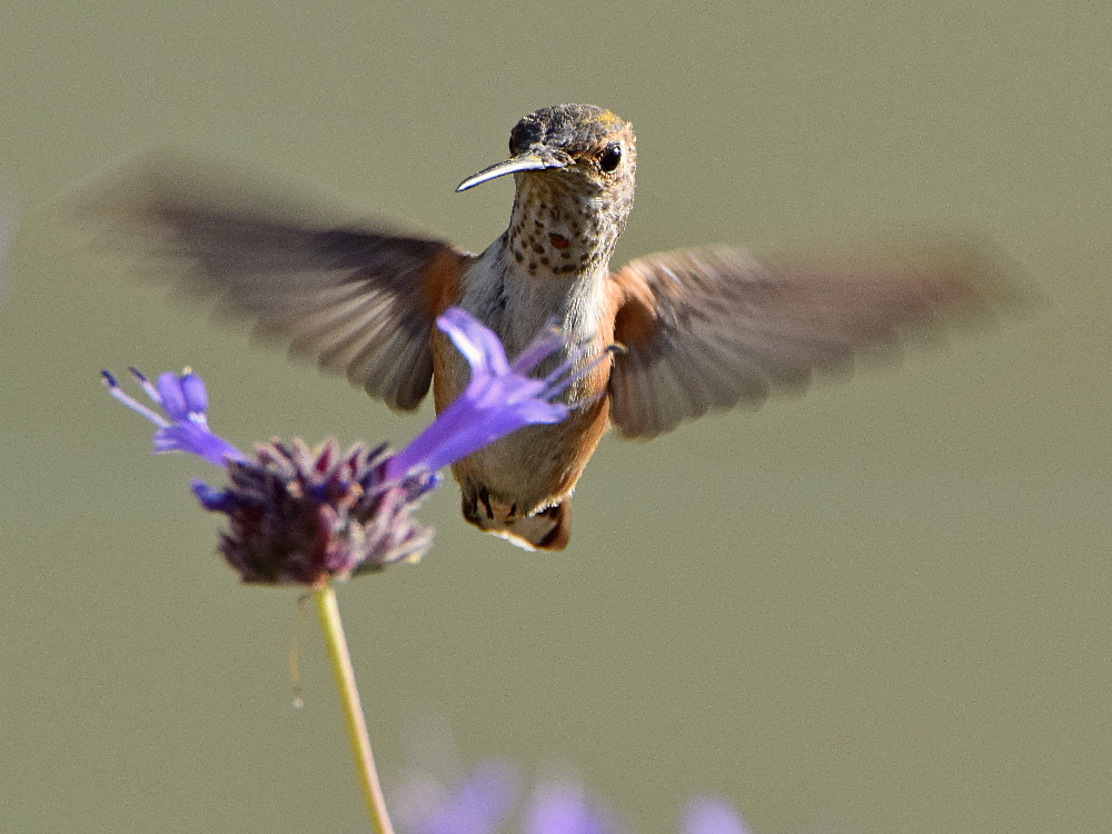 Hummer2.jpg