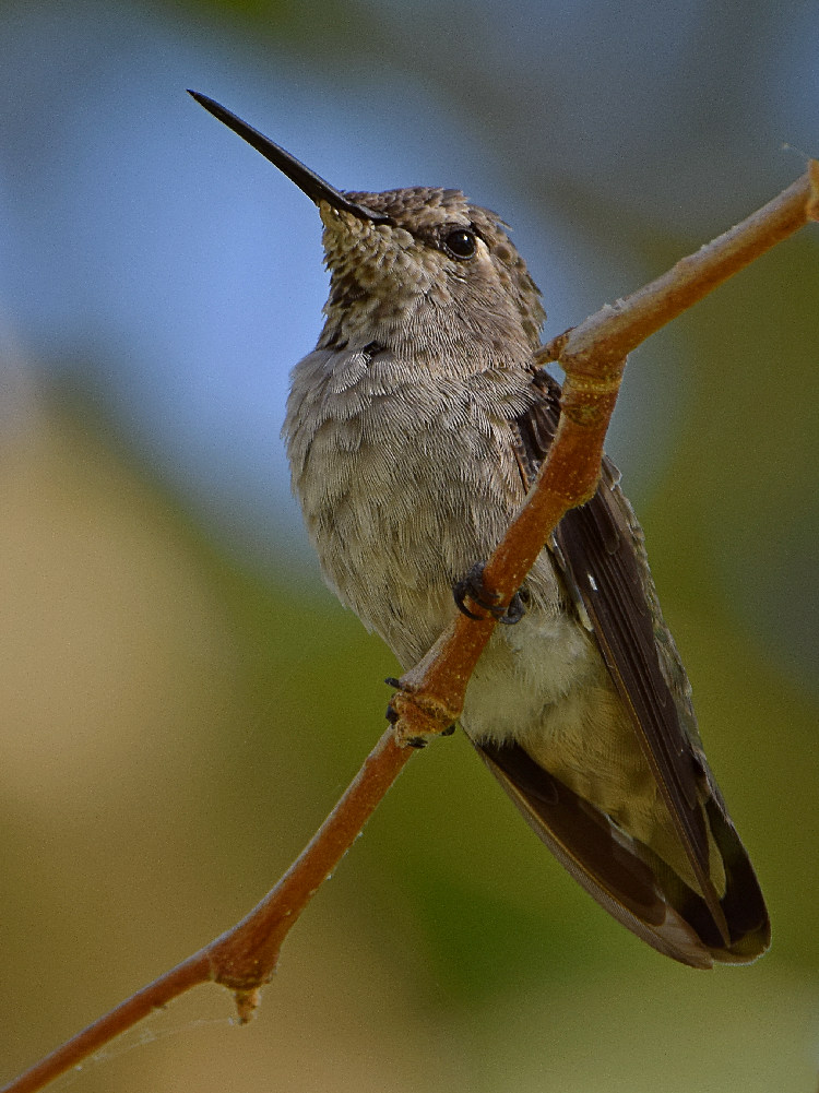 Hummer2.jpg