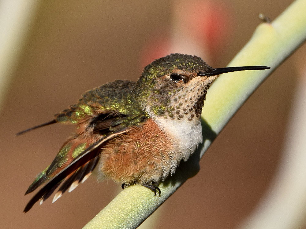 Hummer2.jpg