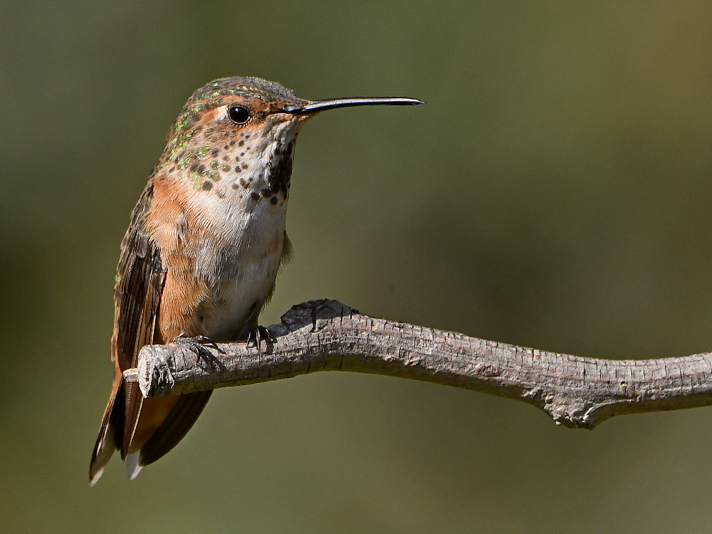 Hummer2.jpg
