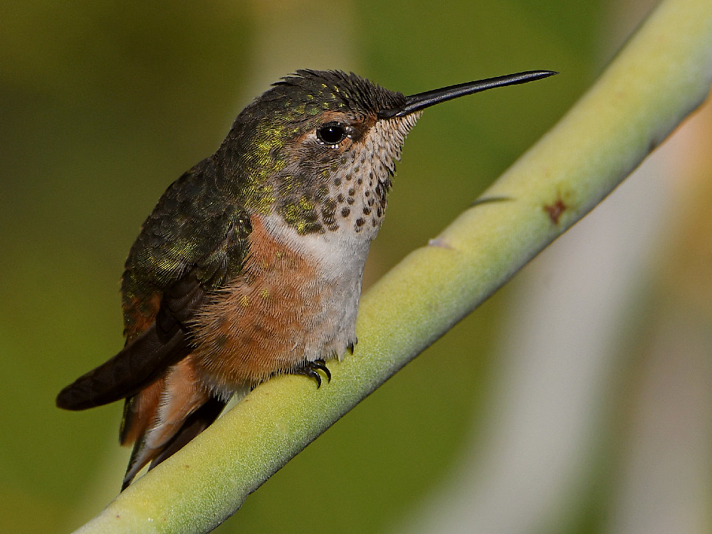 Hummer2.jpg