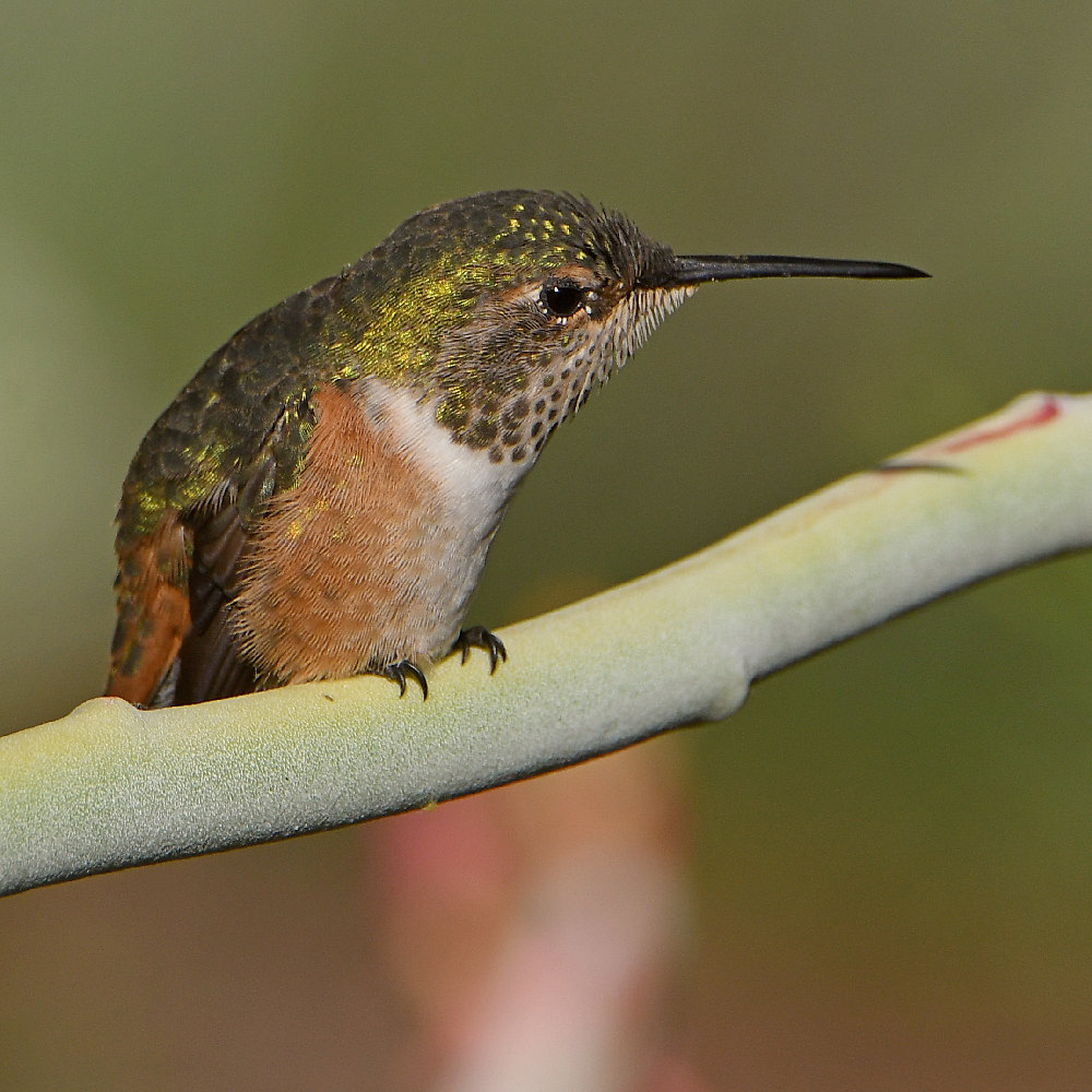 Hummer2.jpg
