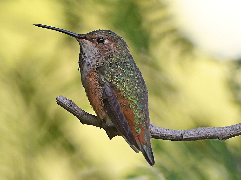 Hummer2.jpg