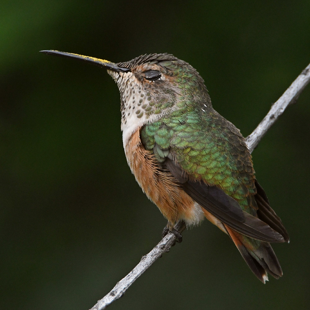 Hummer2.jpg
