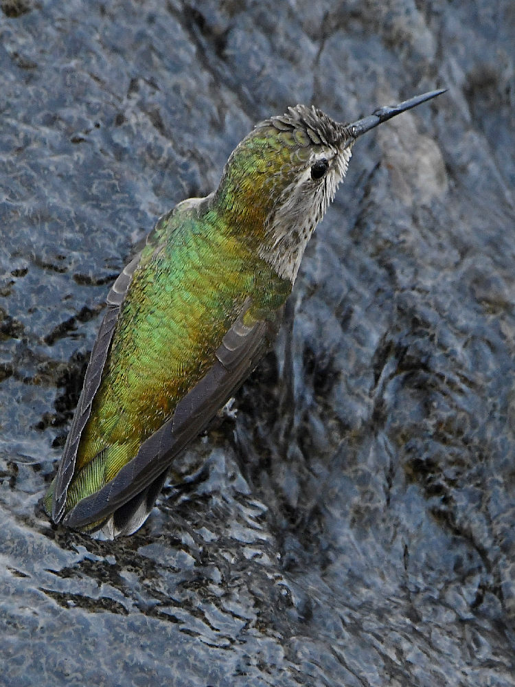 Hummer2.jpg