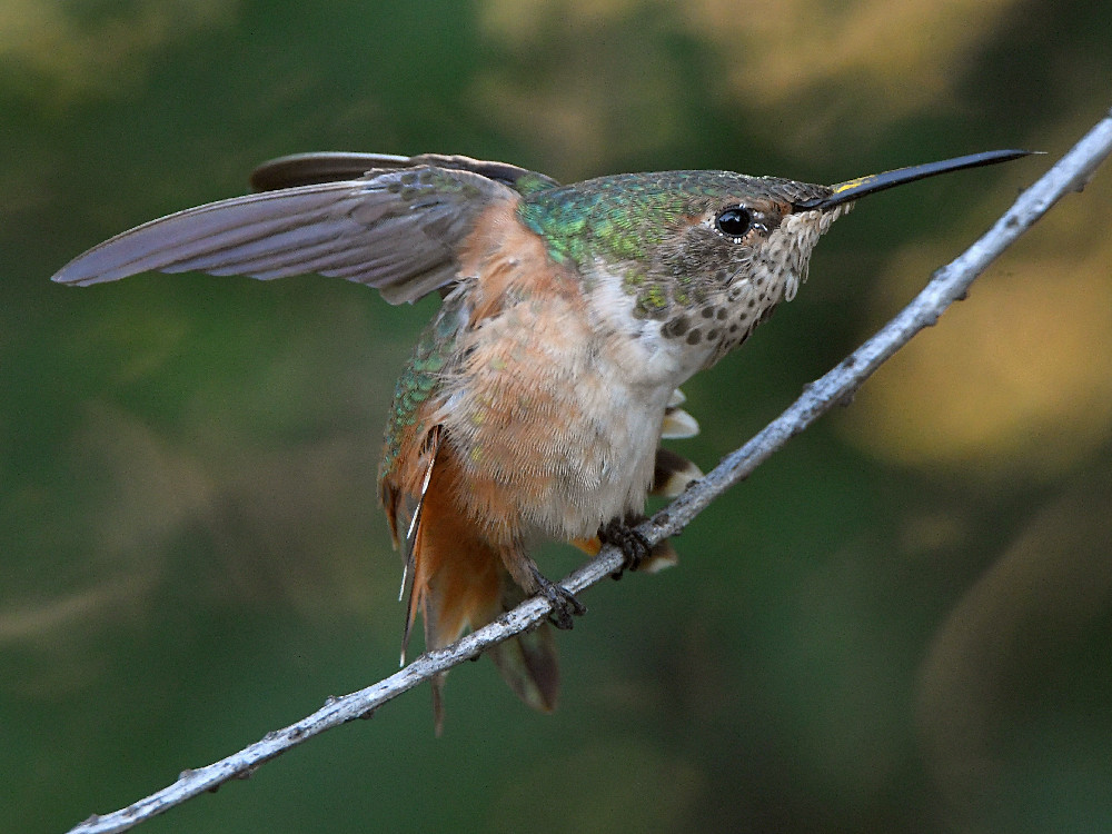 Hummer2.jpg