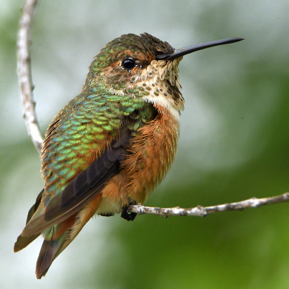 Hummer2.jpg