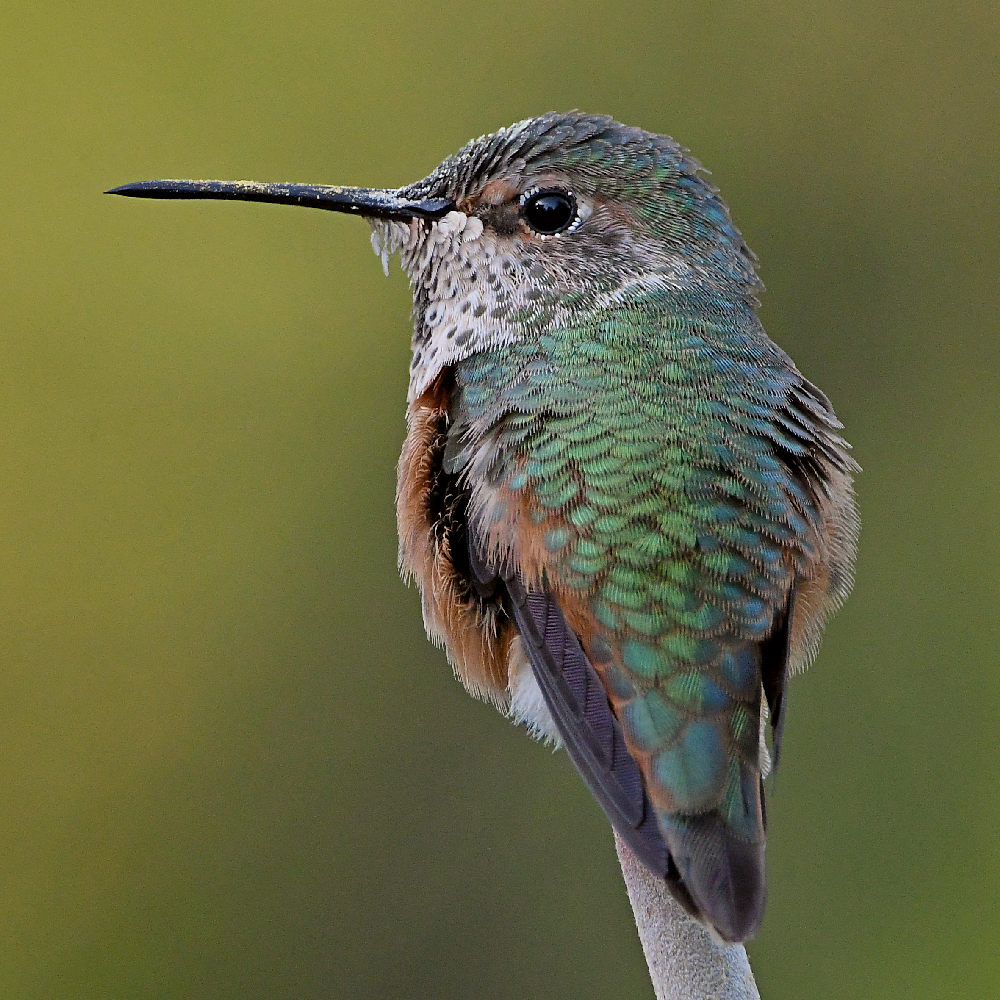 Hummer2.jpg