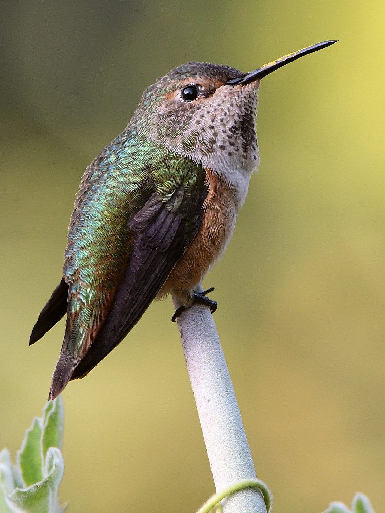 Hummer2.jpg