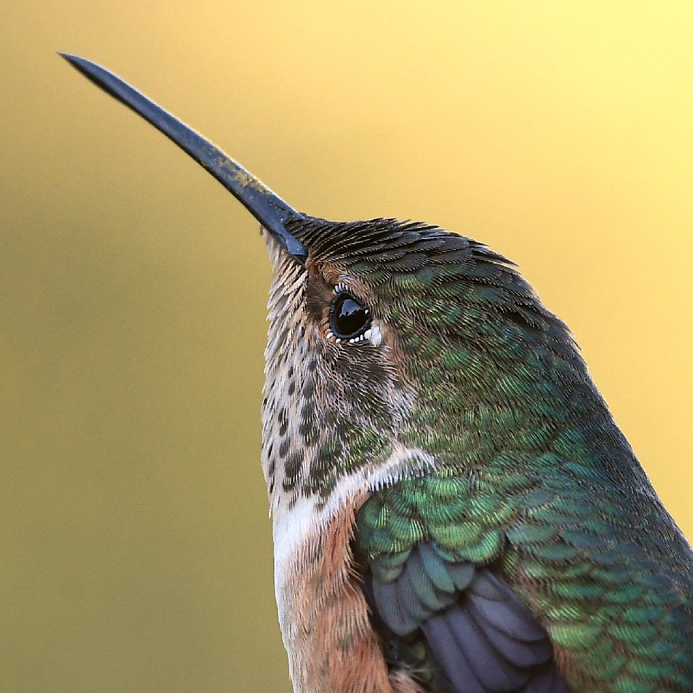 Hummer2.jpg
