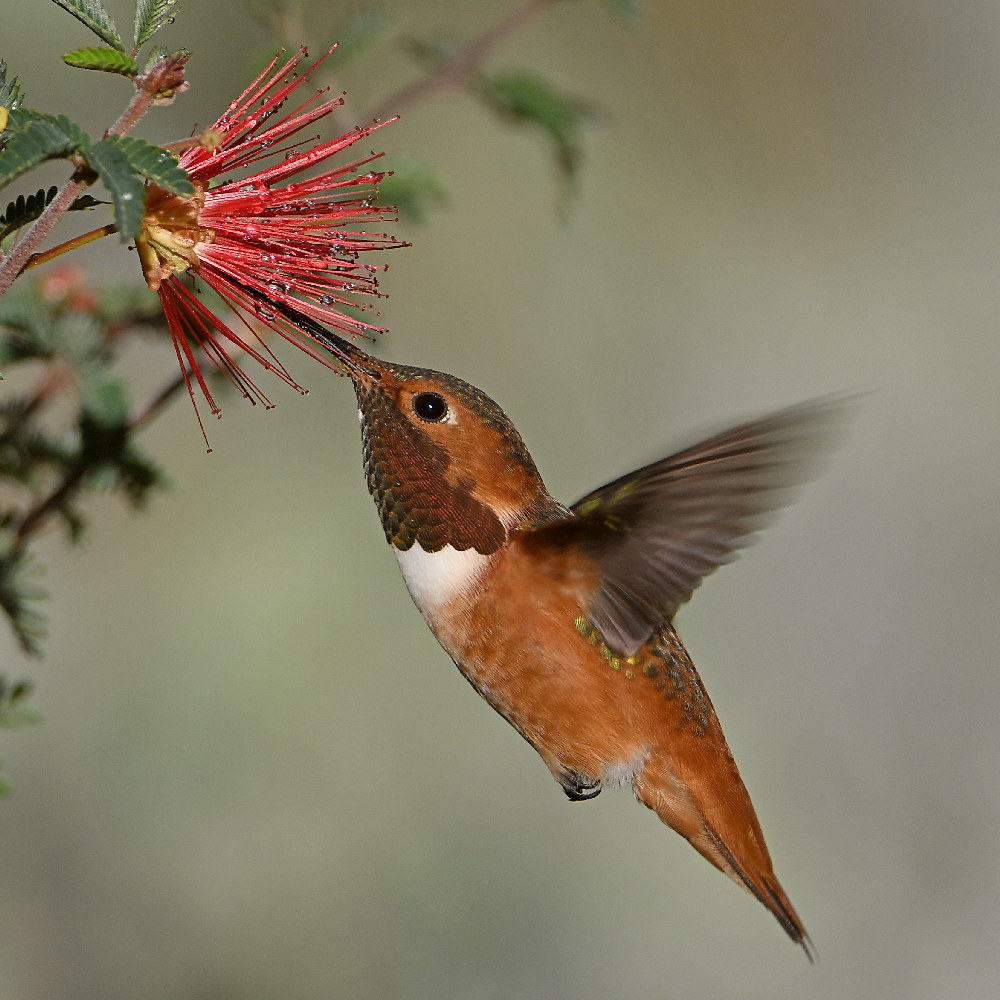 Hummer2.jpg