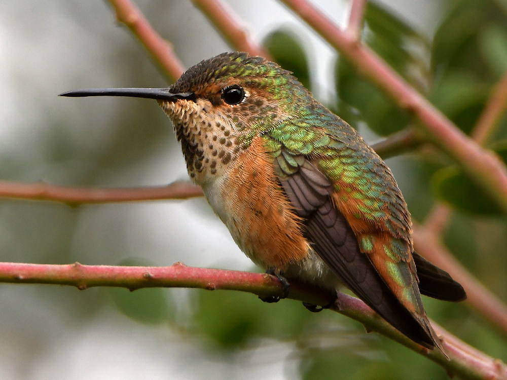 Hummer2.jpg