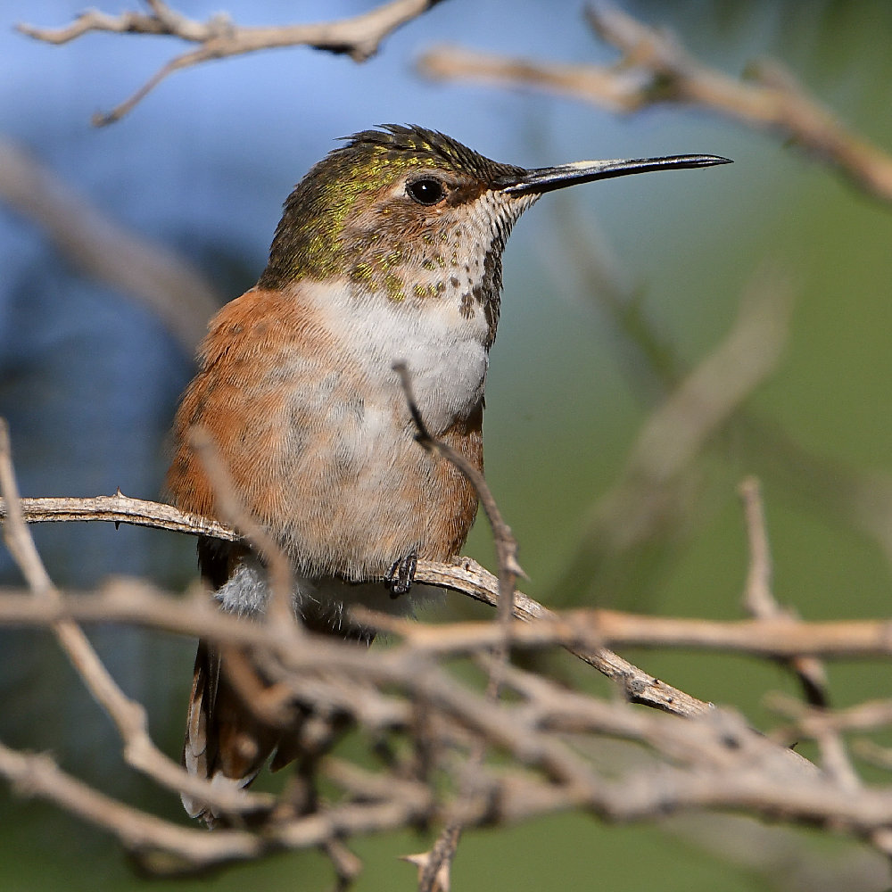 Hummer2.jpg