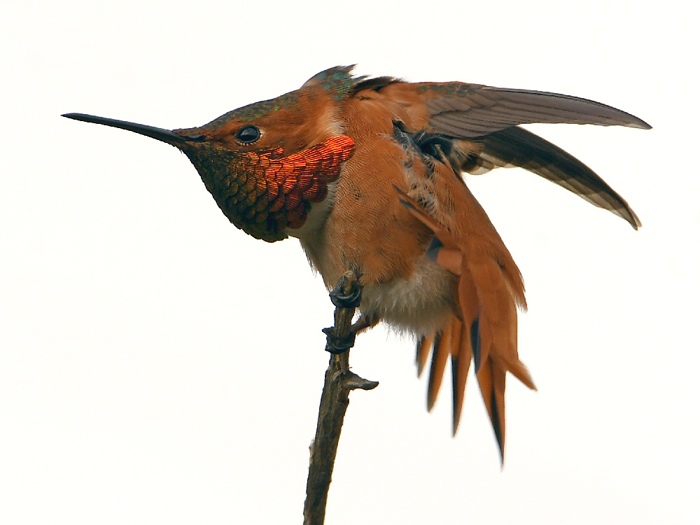 Hummer2.jpg