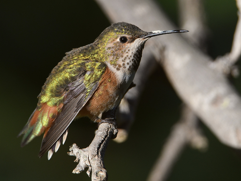 Hummer2.jpg