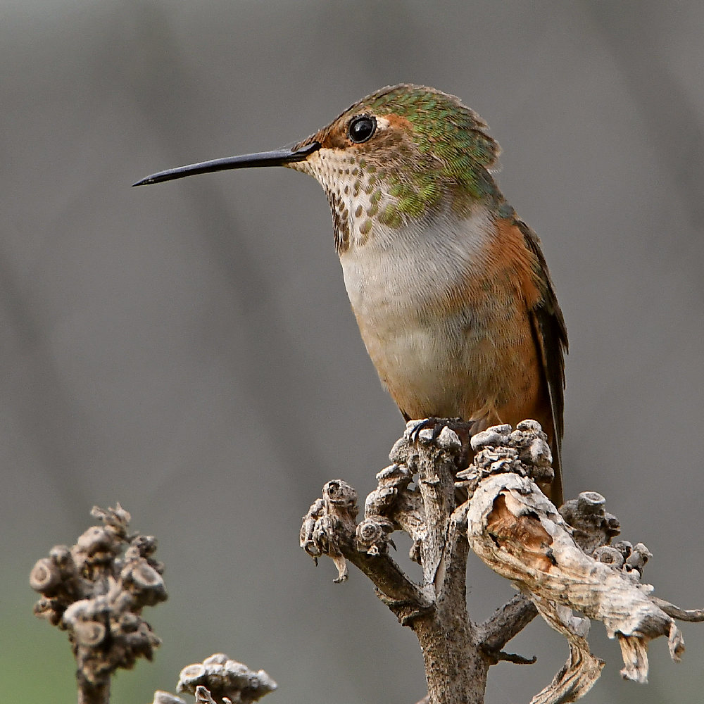 Hummer2.jpg