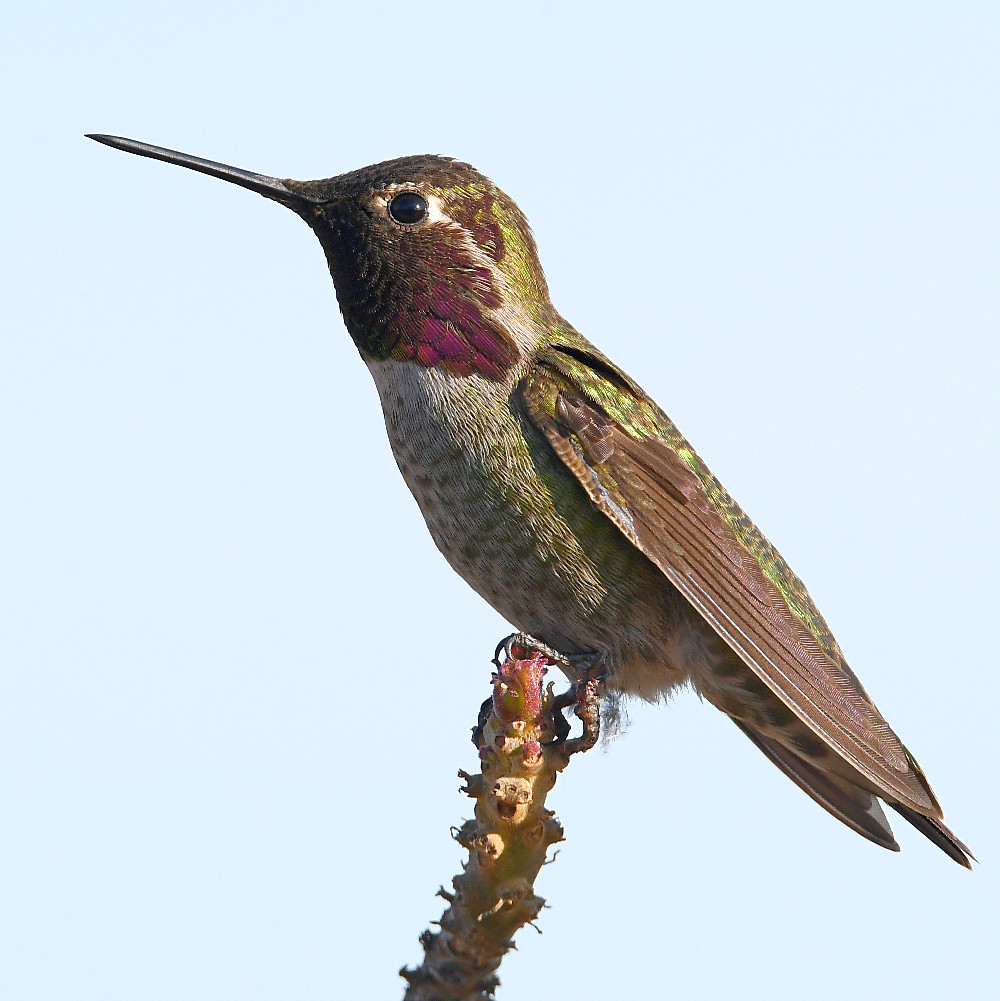 Hummer2.jpg