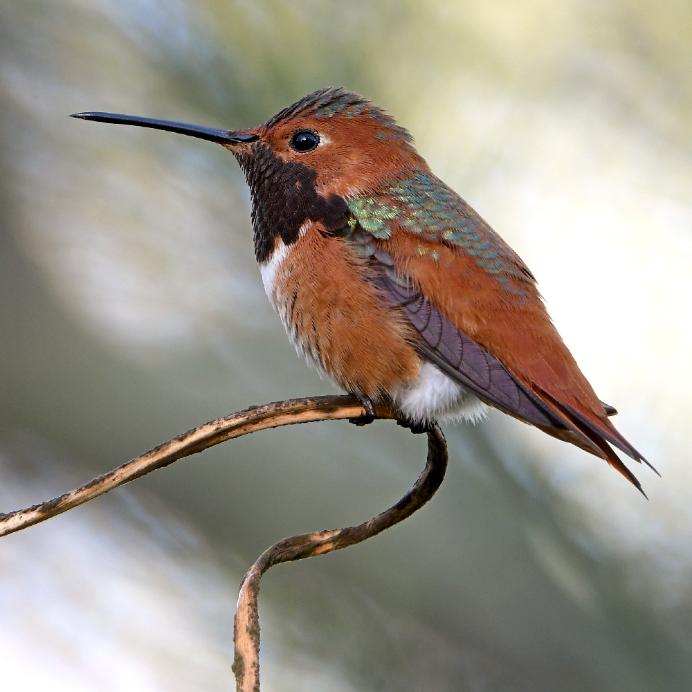 Hummer2.jpg