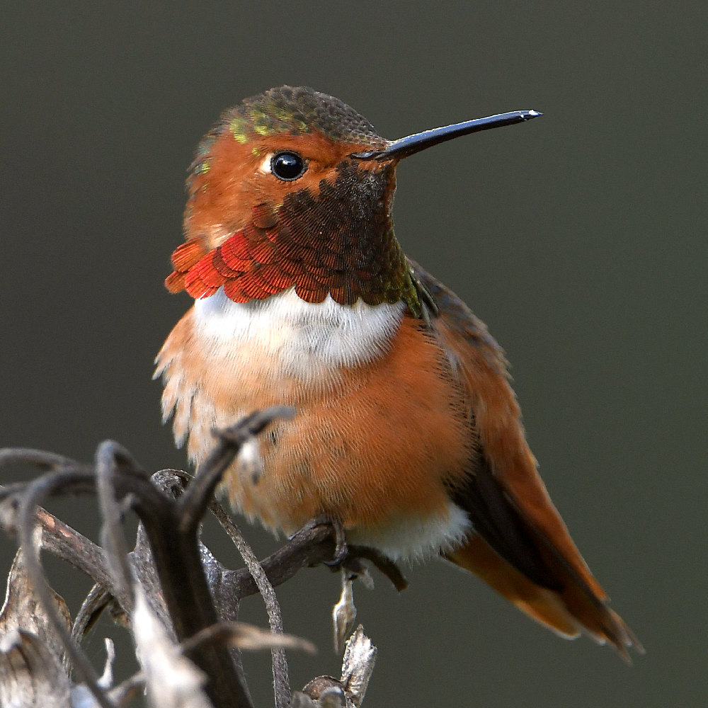 Hummer2.jpg