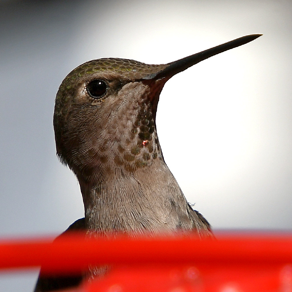 Hummer2.jpg