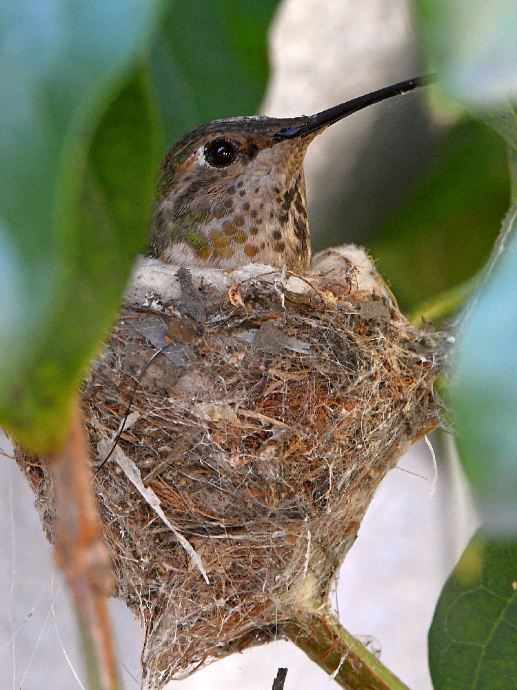 Hummer2.jpg