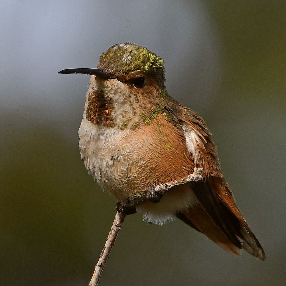 Hummer2.jpg
