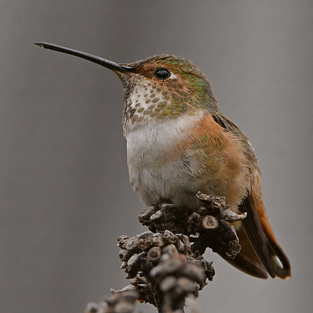 Hummer2.jpg