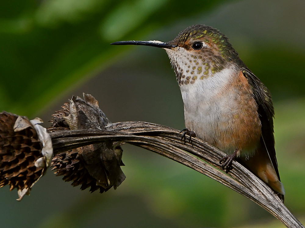 Hummer2.jpg
