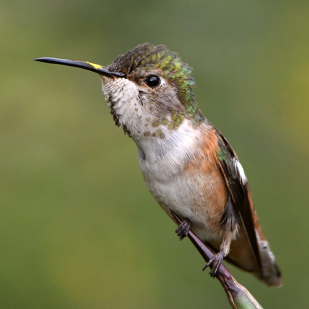 Hummer2.jpg