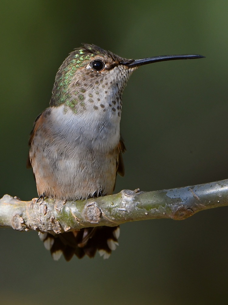 Hummer2.jpg