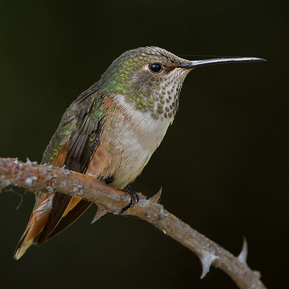 Hummer2.jpg