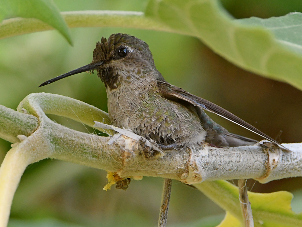 Hummer2.jpg