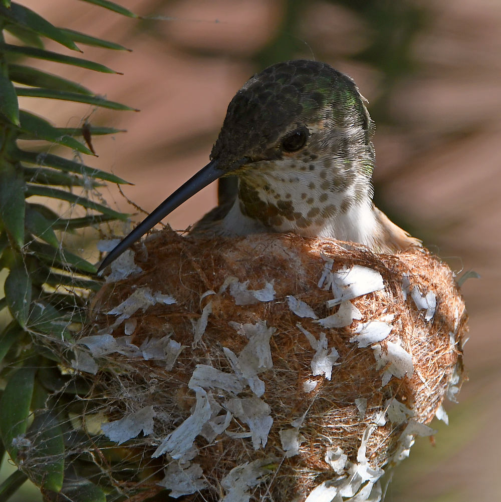 Hummer2.jpg