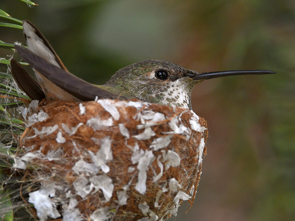 Hummer2.jpg
