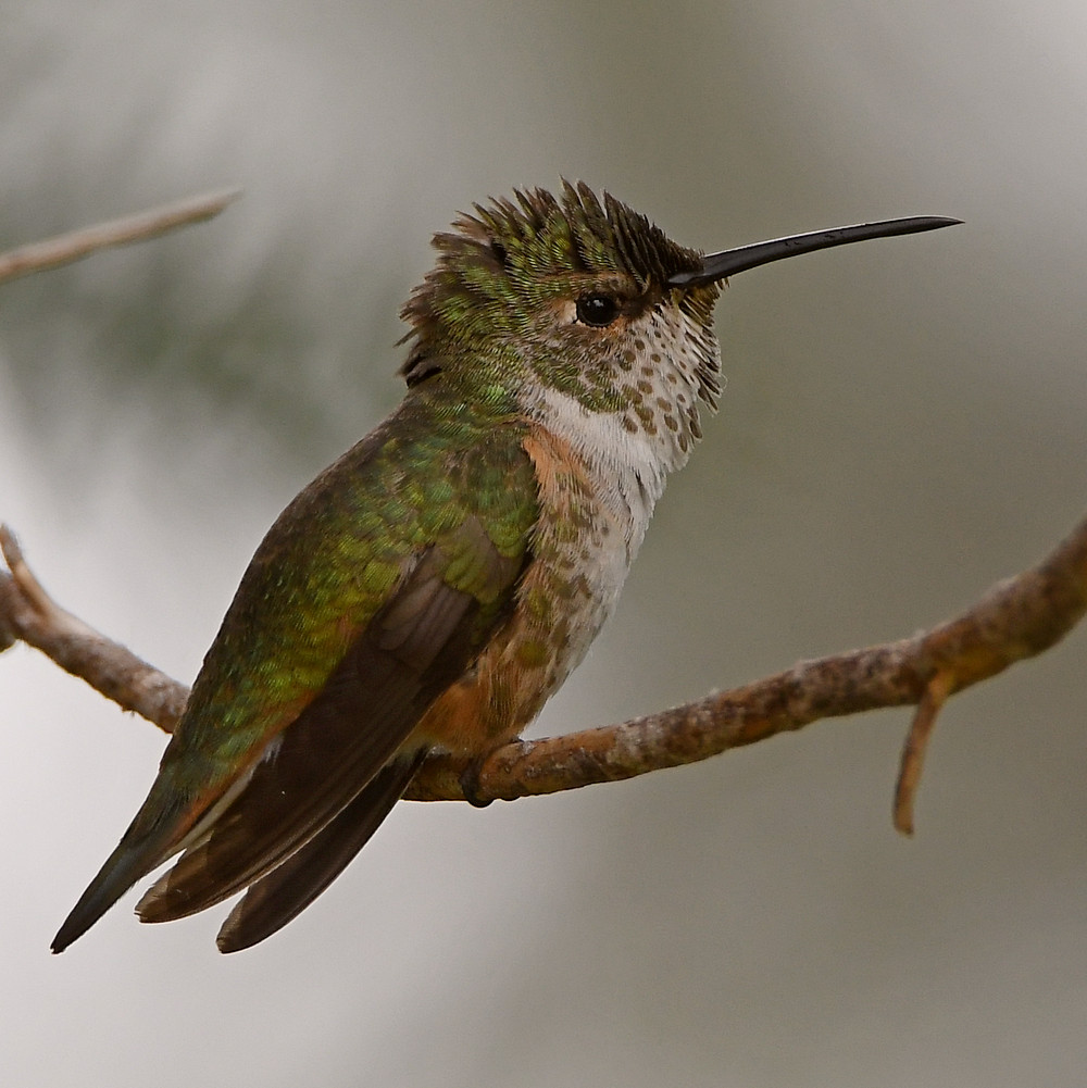 Hummer2.jpg